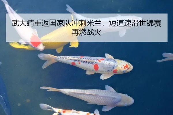 武大靖重返国家队冲刺米兰，短道速滑世锦赛再燃战火